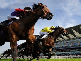 Guia de iniciação ás Apostas em Corridas de Cavalos